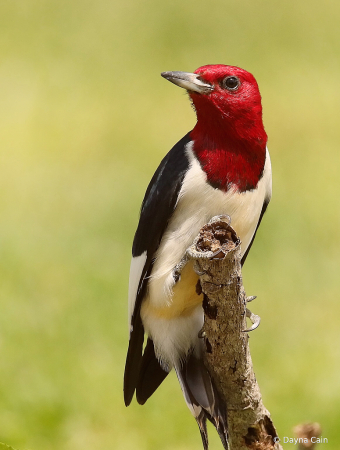 Red Headed Woodpecker 