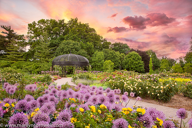 In the Garden of Romance