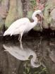 Hungry Egret