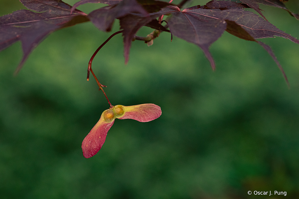 Japanese Maple Tree Seeds