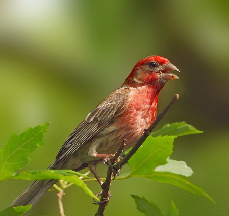 House Finch Male