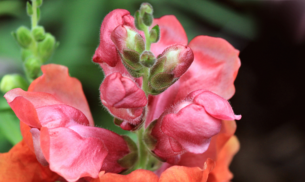 snapdragon detail