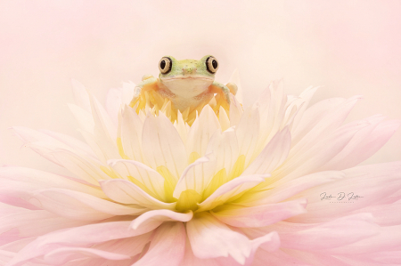 Leumur Tree Frog on a Dahlia