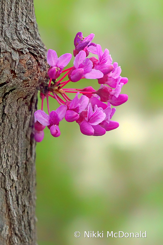 Redbud Profile