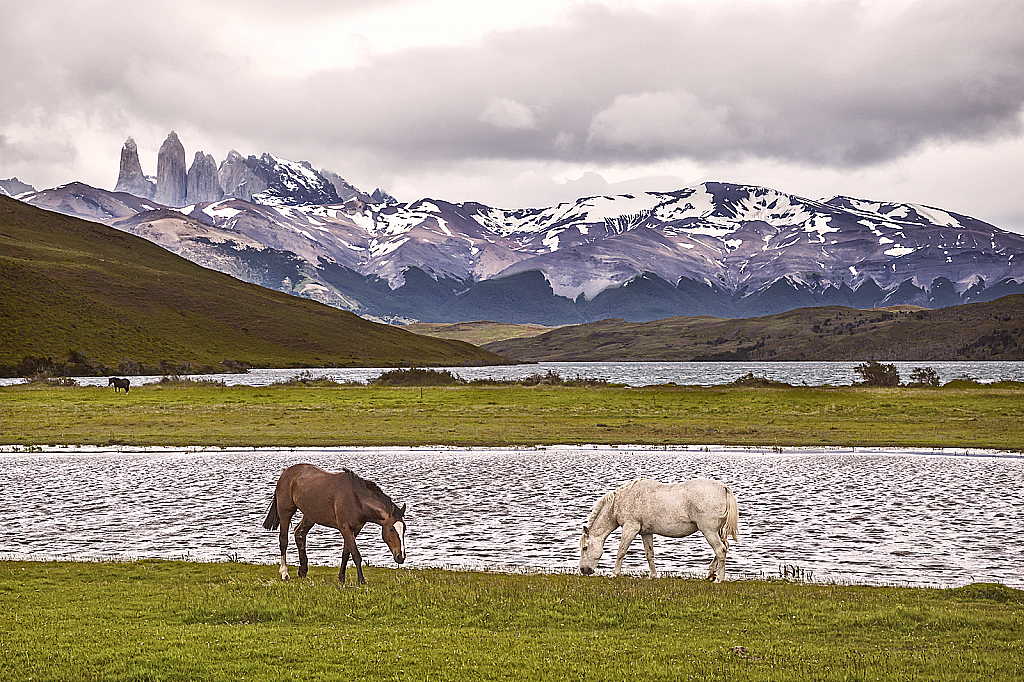 Pasture with a View  