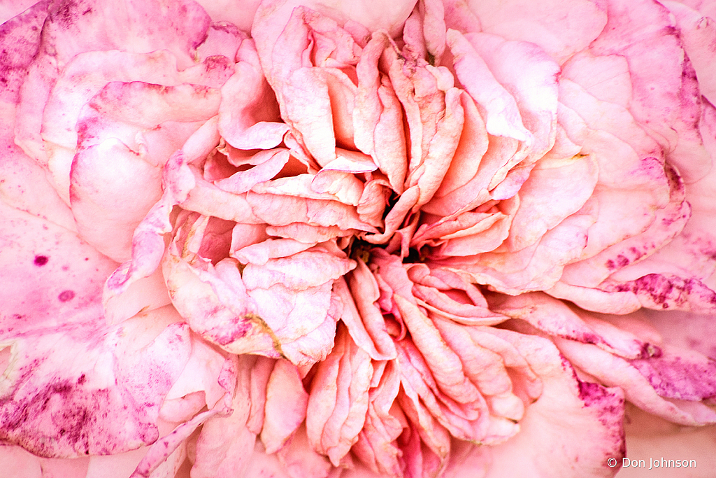 Petals of a Pink Rose