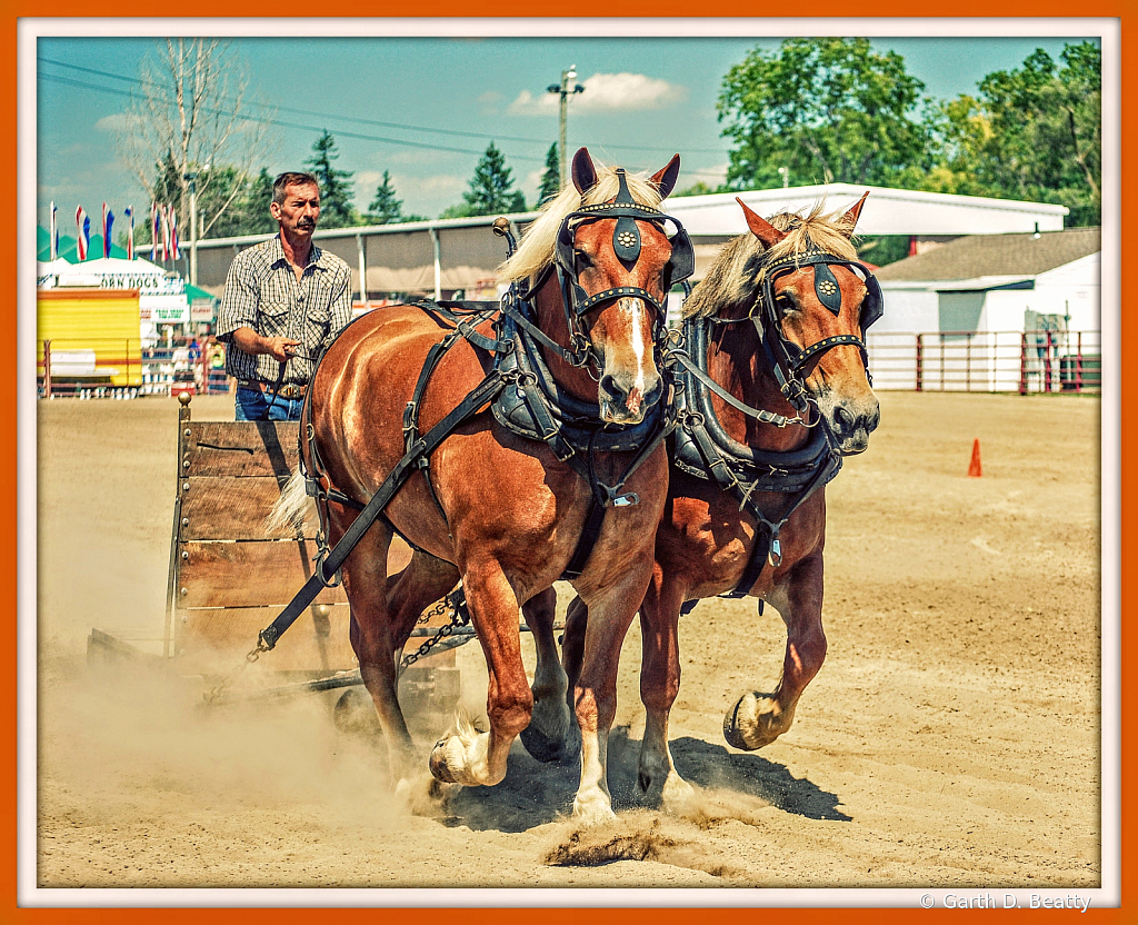 Draft Horse - Hancock County Fair 
