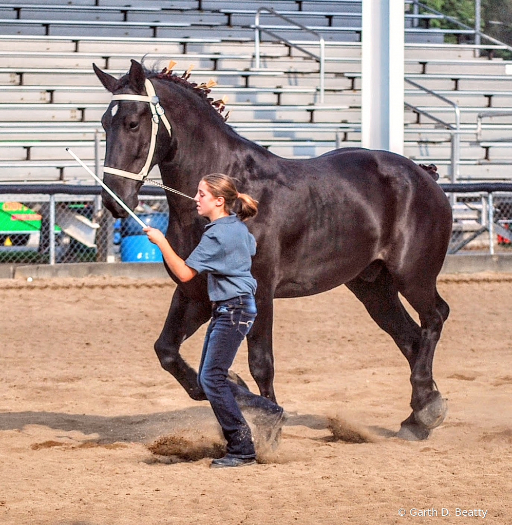 Draft Horse Show  Hancock County Fair 