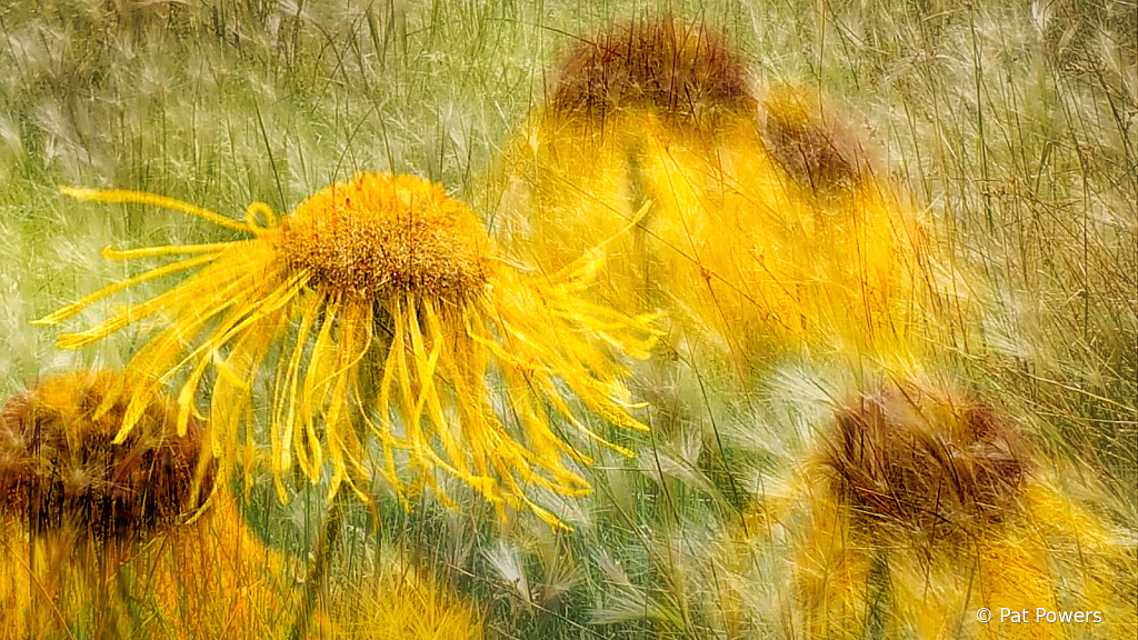 Flowers with Texture - ID: 15829680 © Pat Powers