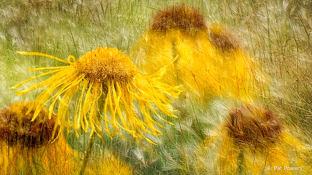 Flowers with Texture