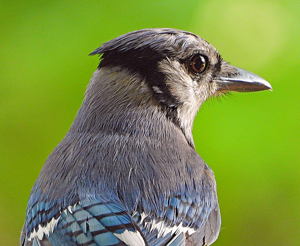 Portrait of a Blue Jay