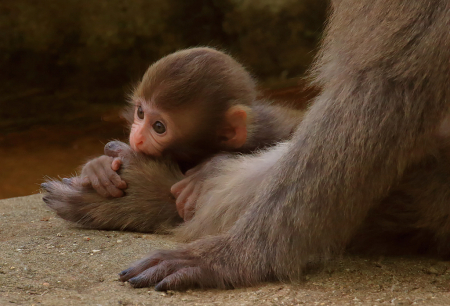 Biting Mama