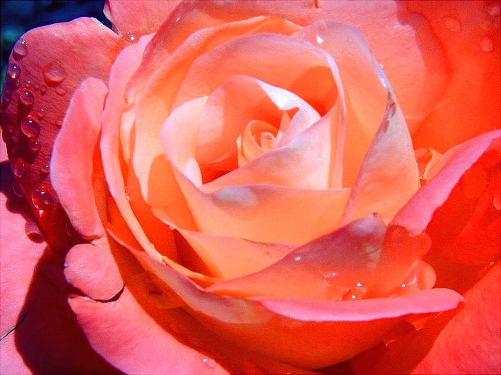Morning Dew Drops