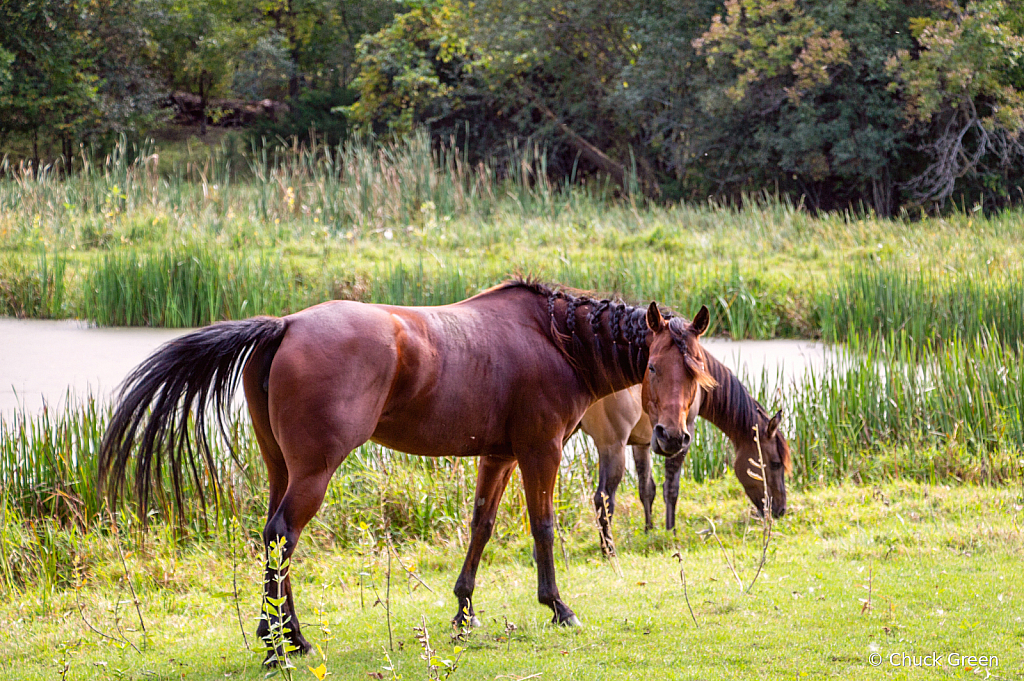 Grazing