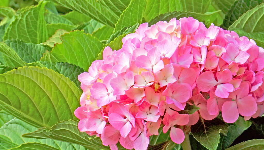 A rosy and green bouquet.