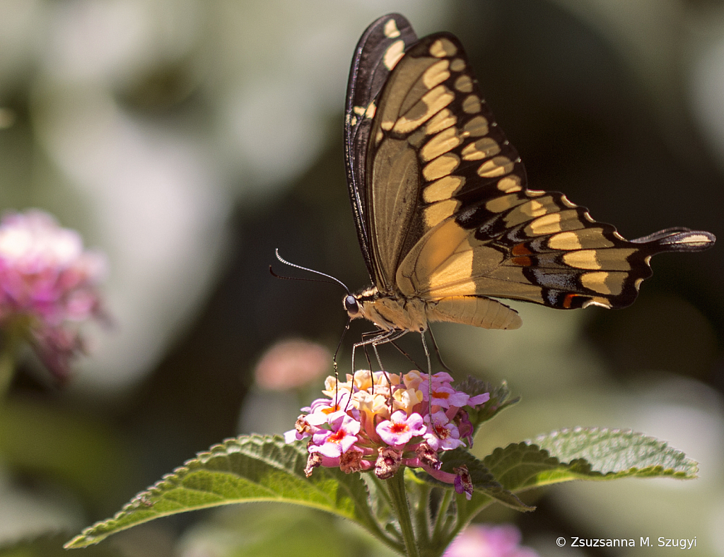 Morning with butterfly