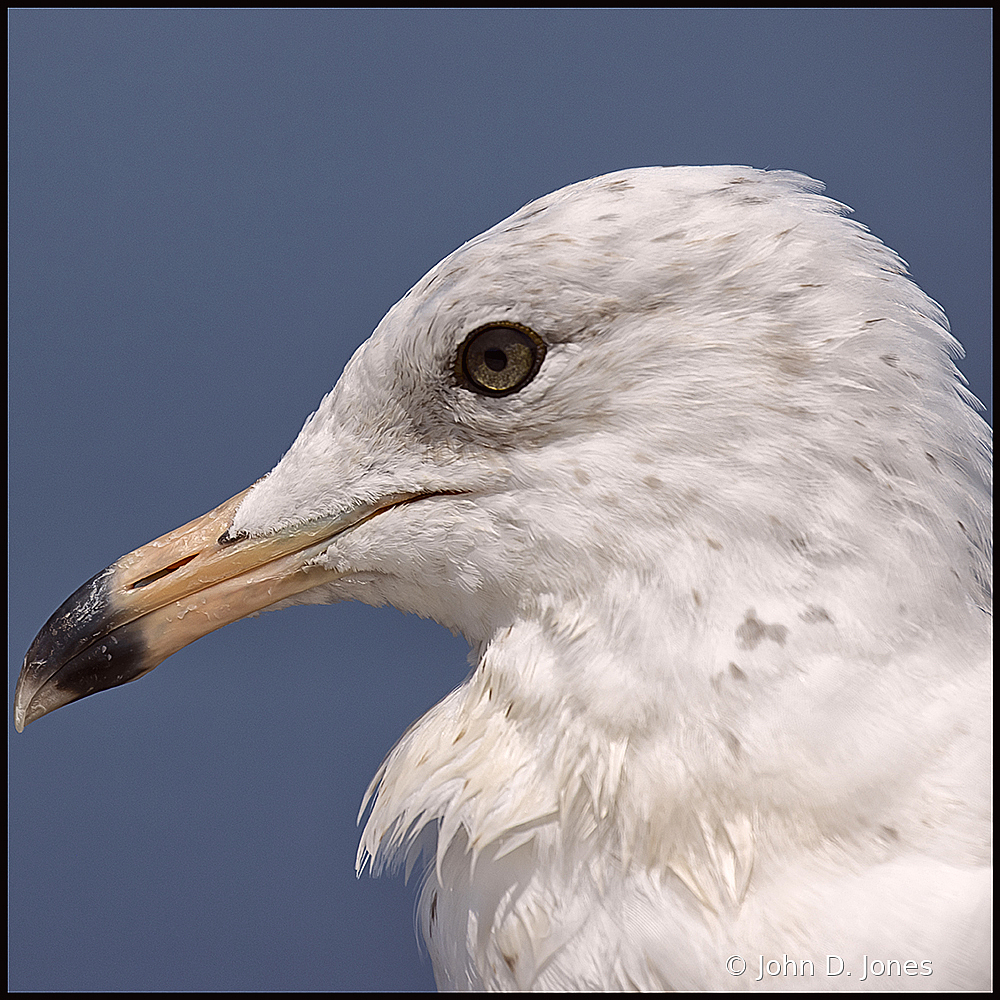 Seagull Portrait2 - ID: 15829915 © John D. Jones