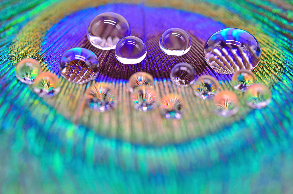 peacock feather with drops