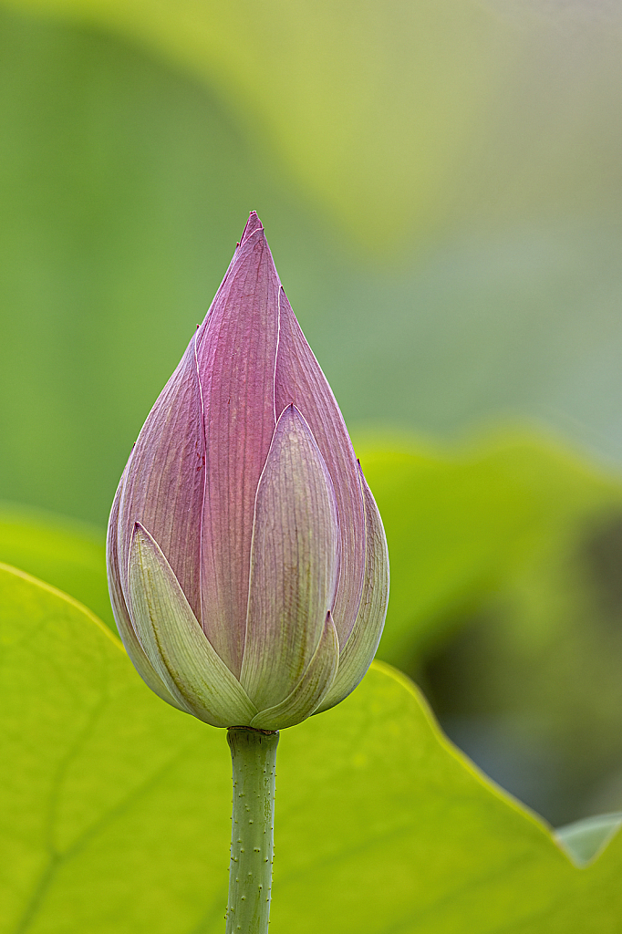 Lotus Bud