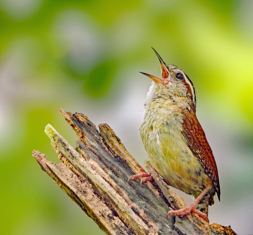 Wren Calling