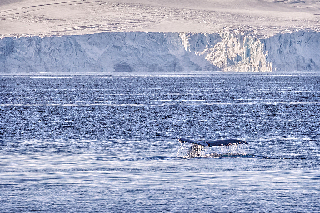 Antarctic Seas  