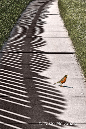 Fence Shadow and Robin