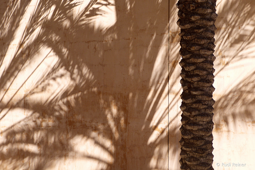 Palm shadows