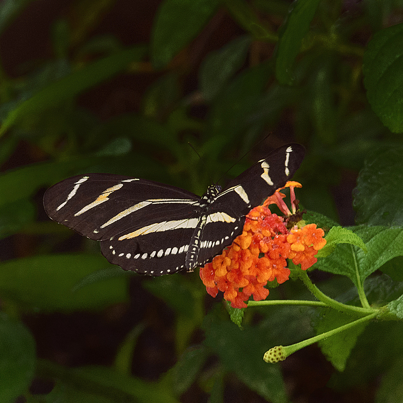 Zebra Longwing