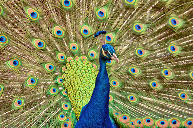 Peacock 