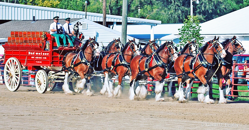 Budwiser Eight Horse Hitch