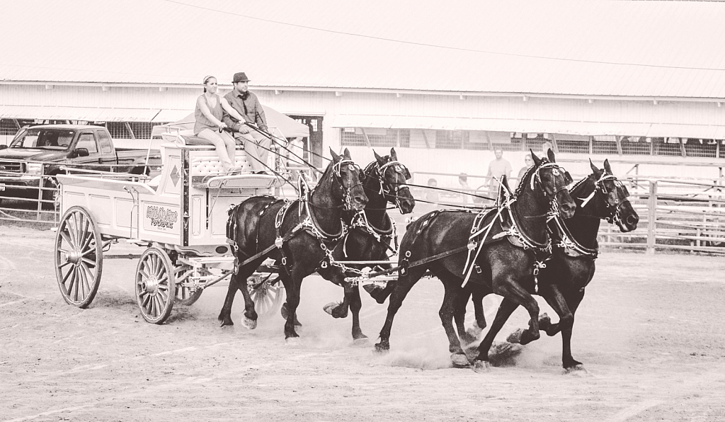 Four Horse Hitch in B and W