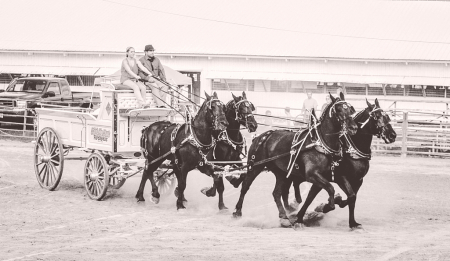 Four Horse Hitch in B and W