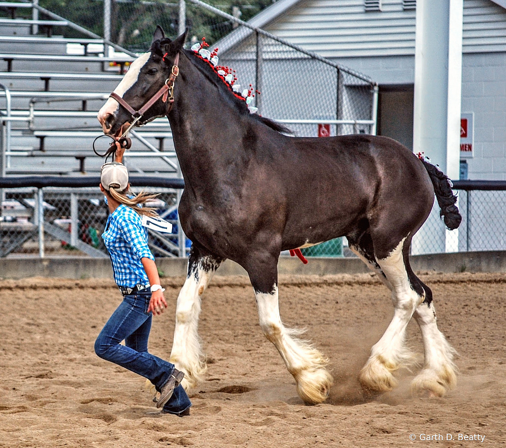 Trot Your Horse