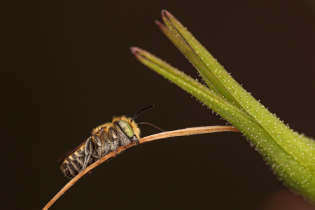 Tiny bee