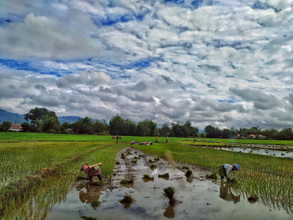 Planting in th rice field 