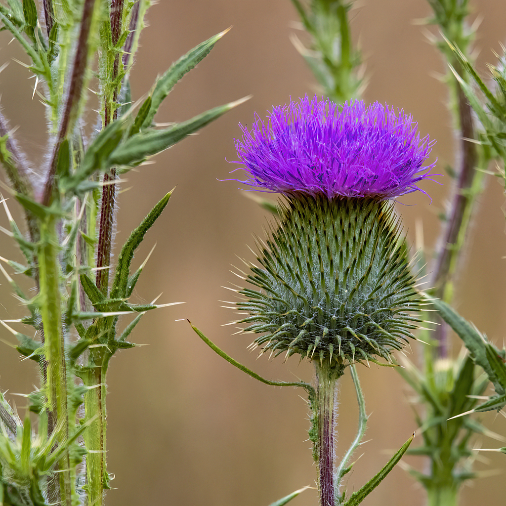 Thistle