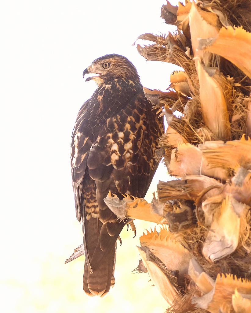 Juvenile red tailed hawk perched 