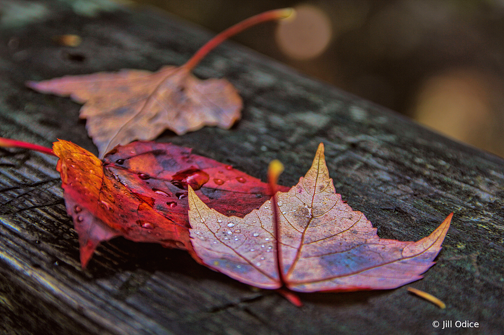 Autumn Rain Drops