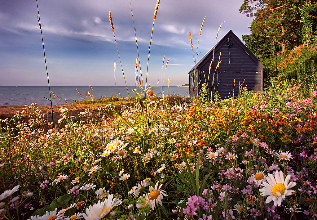 Wildflowers at the Harbor