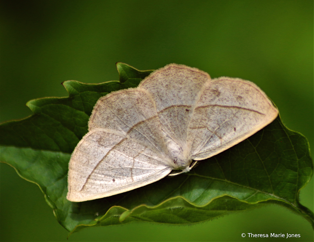Moth - ID: 15830026 © Theresa Marie Jones