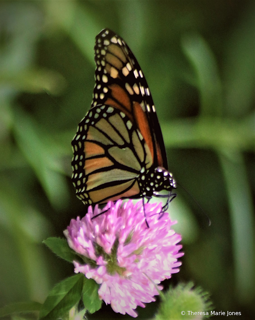 Monarch on Clover - ID: 15830029 © Theresa Marie Jones