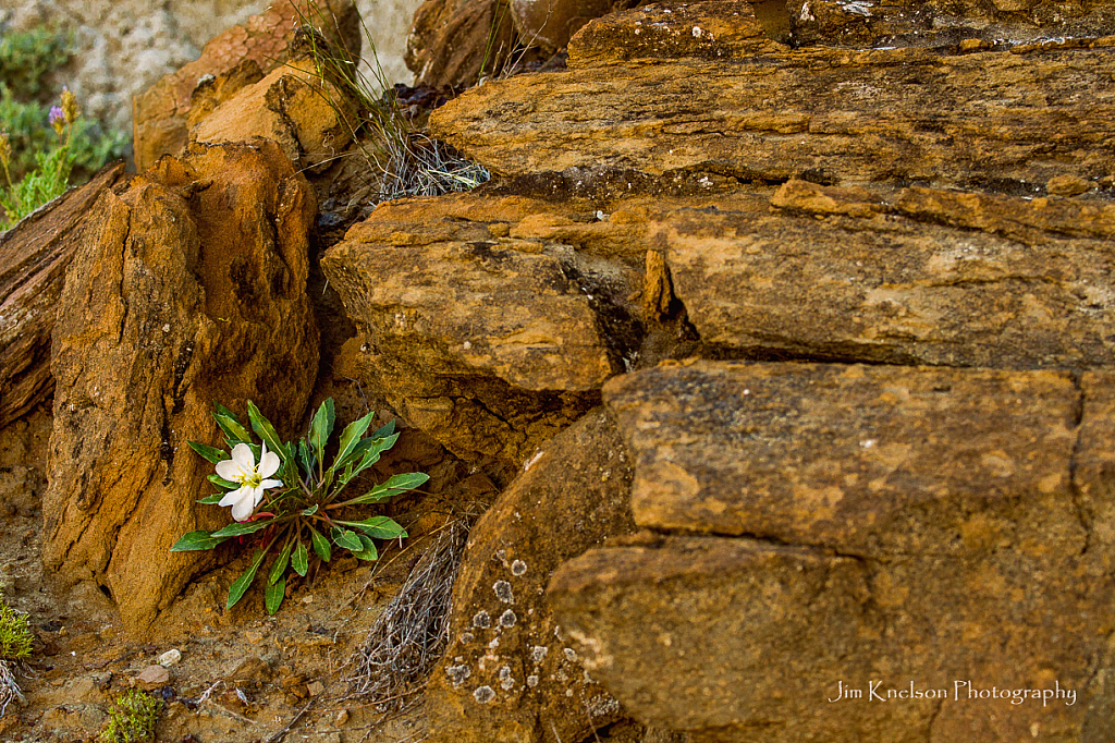 Evening Primrose in Badlands Rock - ID: 15830169 © Jim D. Knelson