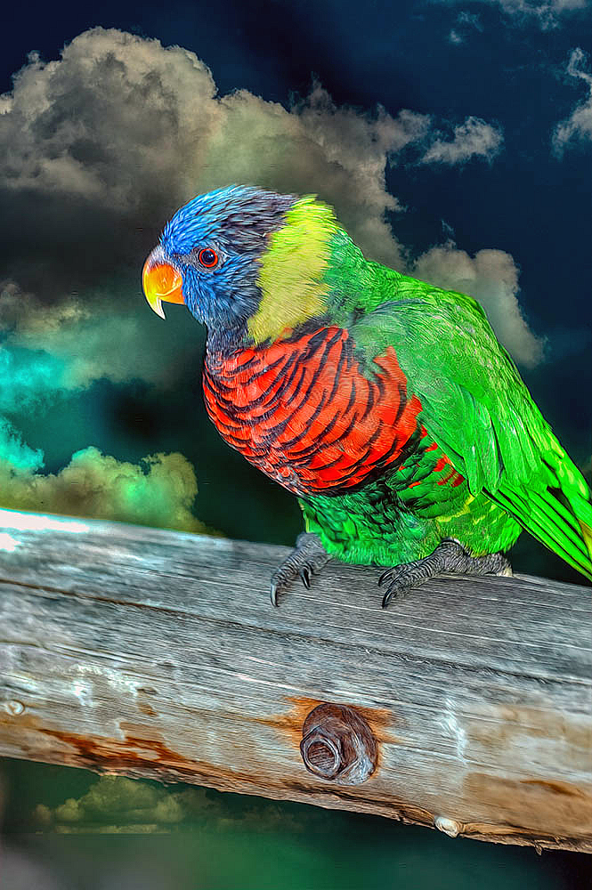 Rainbow Lorikeet