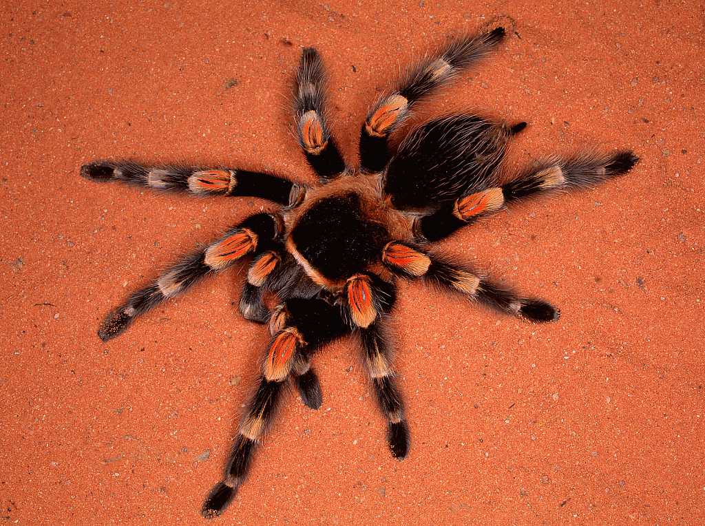 Tarantula