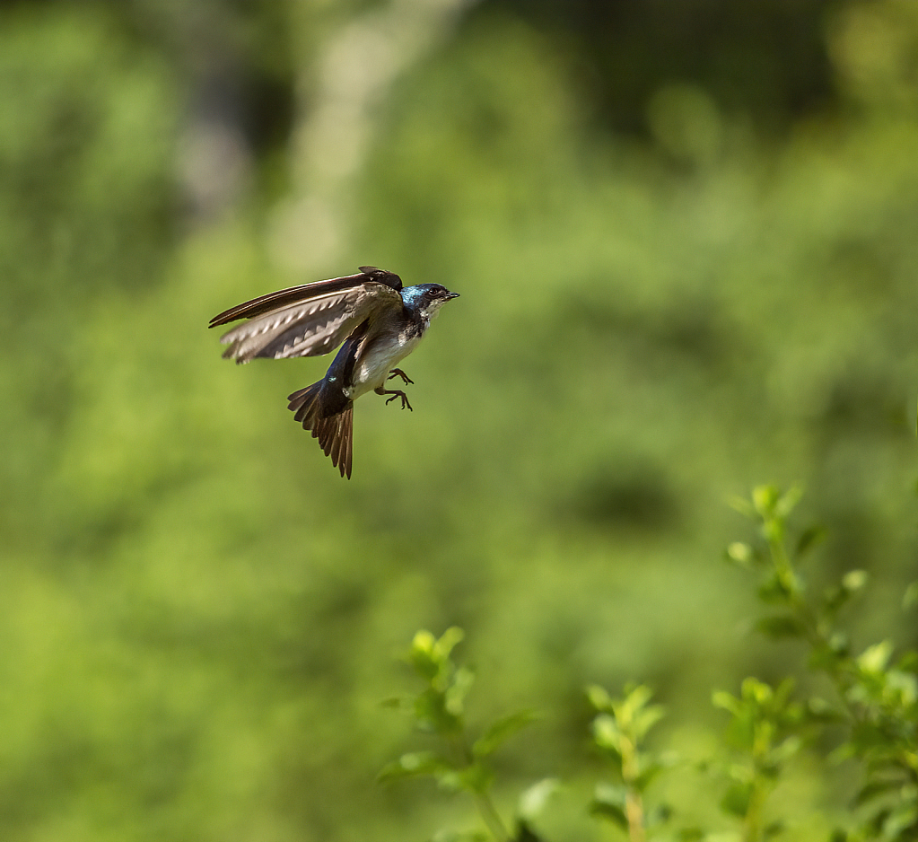 Tree Swallow