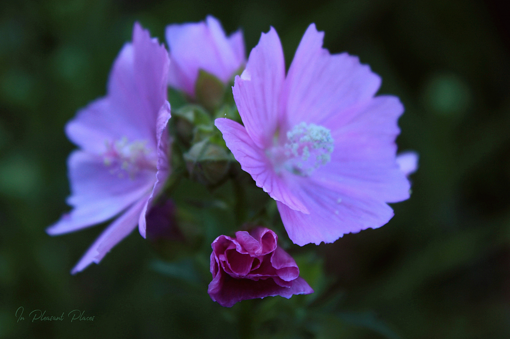 Pink Marsh Mallows