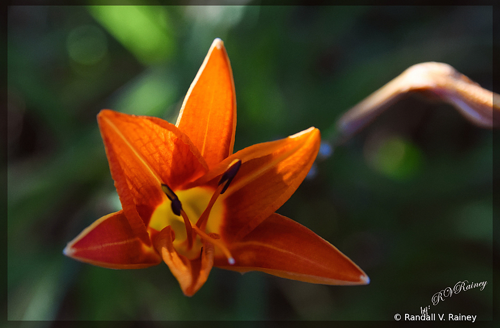 Morning Day Lilly 2 