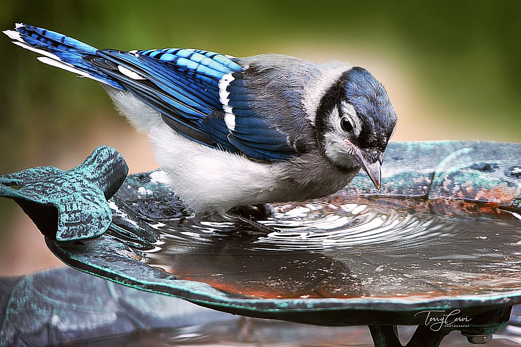 Bath Time