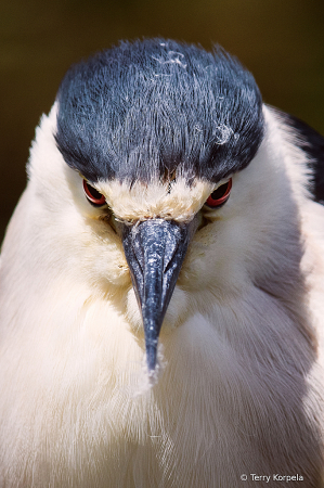 Black-crowned Night-heron