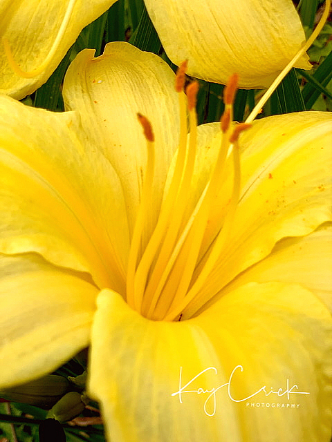 Yellow Flower in my yard today.